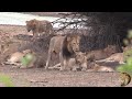 Nkaya Pan Male Lion Totally In Control Of Nsemani Lion Pride