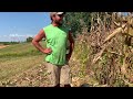 Field Corn Harvest - Sept 2022