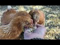 DIY How To Hand Feed Chickens! Part#2! WOW!