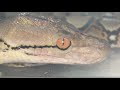Wild SNAKE Chillin’ on my TARANTULA’s CAGE !!! ~ [First, Rat.. now Snake] !!!