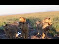 Lions find a hyena taking out a buffalo calf