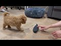 TOY POODLE PUPPY | Welcome home Peanut! | Cute toy poodle