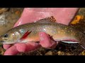 CHASING BROOKIES in the Nantahala National Forest | Headwaters Revisited
