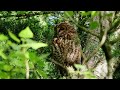 Young Tawny Part Deux - Blackpool Stanley Park