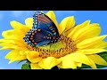 Butterflies love flowers (HD1080p)