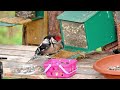 The Great spotted woodpecker feeding his young at the feeding station