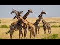 4K Safari Animals:  Lower Zambezi National Park - Scenic Wildlife Film With Relaxing Music