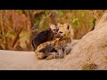 4K Safari Animals: Exploring the Wonders of  Mokala National Park -Relaxing film and music
