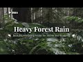 Gentle Forest Rain • Rain Sounds for Sleeping, Relaxing and Studying [ 2 HOURS ] 🍃🌧️
