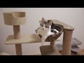 The cat keeps meowing, I can't climb the tower...