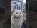 Slo-mo TURKISH CAT
