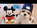 귀여운 시츄 강아지 코코❤️심쿵❤️댕댕이 패션❣️🌟🐶🌟 | Cute Shih Tzu Dog Fashion Styling✨