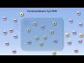 Sodium and Potassium Metabolism (Renin, Angiotensin, Aldosterone, and ADH)