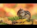 Enchanting Chipmunk Serenade: Soothing Nature Sounds for Relaxation || 2 HOURS || Blissful Tones