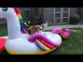 Beagles vs Pool Compilation : Funny Video!