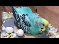 A Budgie With Too Many Eggs