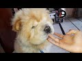 This chow chow is crazy about mangoes // eating first time //  reaction ?