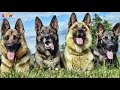 The Different Types of German Shepherds Which One Should You Get