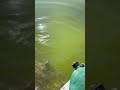 Just another pond stocking video