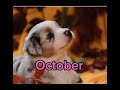 Your birthday month your dog