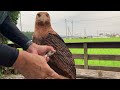 Bald Eagle resting its wings on the rock-Wood chainsaw carving