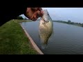 Pulling in Huge Crappie from a Local Neighborhood Pond!