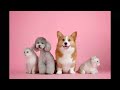 3 hours of pet relaxing music