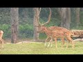 4K Wild Animals |Animal Scenic Relaxing | National Park Animals