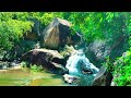 Relaxing, gentle piano music with the sound of forest streams and chirping birds.