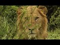 The Lion after Eden - Drought in Africa - Wildlife Documentary - HD - Ecomedia