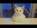 HILARIOUS CAT Makes Jokes! 😂 Funniest Cats Video 2023
