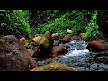 ASMR - Relaxing Forest Stream and Birdsong, Heal Stress, Anxiety and Depression