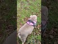 British Bulldog walking in the park around fallen lightning tree walks by lightening tree sniffing