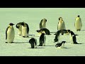 Penguin courtship rituals are WILD (YOU WON'T BELIEVE THIS)