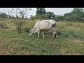 កសិដ្ថានចិញ្ចឺមគោ/ The Cow / Cattle farm