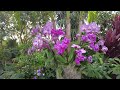 ⁴ᴷ Virtual Tour of The Orchid Show at New York Botanical Garden 2022: Jeff Leatham's Kaleidoscope