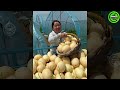 The Most Modern Agriculture Machines That Are At Another Level,How To Harvest Watermelon In Farm ▶12