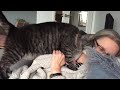 Bully cat head-butts and punches owner.