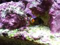 Dory and Nemo :)