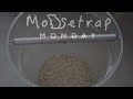 Catching 26 Mice In 1 Night With Rolling Log. My Top 2 Favorite Mouse Trap. Mousetrap Monday.