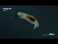 An Hour of Our Uncut Microscopic Footage