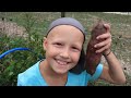 HOMESTEAD LIVING VIDEO #58 (Sept. 2021) / Sweet Potatoes From Seed To Harvest - Fall Garden Updates