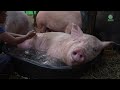 Pig Trying To Support And Encourage Their Trapped Companions During Rescue - ElephantNews