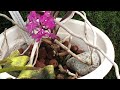 Private Orchid Paradise | Orchid Blooms, Spikes New Growths Galore | Exciting UPDATES #ninjaorchids