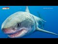 Top 10 loài cá mập lớn nhất từng tồn tại