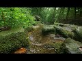 8 hours relaxing light rain, sounds of nature, babbling brook, meditation with birdsong - 4k UltraHD