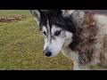 Old Husky Has A Fall While Out Walking