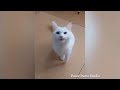 Be careful, don't laugh 🐕😺 Funny videos with dogs, cats and kittens😸part 3