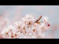 Piano Waltz Playlist For Spring [1hour]