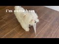 My Puppy Hilarious Reaction to Printer | xoxo Lucy the Maltese